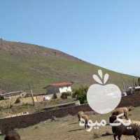 فروش گوسفند در تهران در گروه گاو و گوسفند و میش و بز کهره گوساله سمینتال در یکمیوه