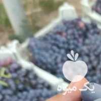 فروش انگور ترکمن بیدانه و پیکامی سفید بیدانه در شیراز در گروه خرید فروش عمده انگور - یاقوتی شانی عسگری بی دانه قرمز در یکمیوه