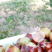 فروش عناب تازه زعفران پسته زرشک در مشهد در گروه پسته - کوهی شامی خام اکبری تازه کله قوچی در یکمیوه