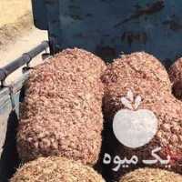 فروش پیاز زعفران در مشهد در گروه خرید فروش عمده زعفران - قائنات قیمت خراسان بهرامن گرم در یکمیوه