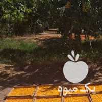 فروش گردو ،  برگه  ،  پسته  ،  مویز و تخمه در تهران در گروه خرید فروش عمده آفتابگردان - تخمه خوی دیم گل در یکمیوه