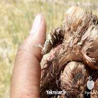 فروش پیاز زعفران در مشهد در گروه خرید فروش عمده زعفران - قائنات قیمت خراسان بهرامن گرم در یکمیوه