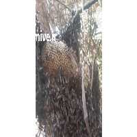 فروش عسل وحشی جنگل در تهران در گروه عسل شیره و فرآورده ی مربا - طبیعی گون کوهی آویشن در یکمیوه