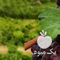 فروش انگور یاقوتی در شیراز در گروه خرید فروش عمده انگور - یاقوتی شانی عسگری بی دانه قرمز در یکمیوه