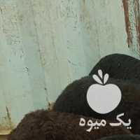 فروش گوسفند زنده میش و بره در تهران در گروه گاو و گوسفند و میش و بز کهره گوساله سمینتال در یکمیوه