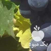 فروش انگور سیاه بیدانه در تهران در گروه خرید فروش عمده انگور - یاقوتی شانی عسگری بی دانه قرمز در یکمیوه