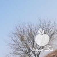 فروش گوسفند زنده با کیفیت در اصفهان در گروه گاو و گوسفند و میش و بز کهره گوساله سمینتال در یکمیوه