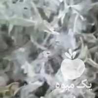 فروش عمده چای کوهی در تهران در گروه خرید فروش عمده چای - سبز ترش کوهی سیاه در یکمیوه