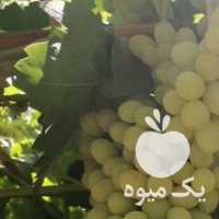 فروش انگور بی دانه کشمشی درفسا در شیراز در گروه خرید فروش عمده انگور - یاقوتی شانی عسگری بی دانه قرمز در یکمیوه