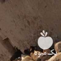 فروش 30 راس گوسفند ، جوان ، درشت ، و با کیفیت در مشهد در گروه گاو و گوسفند و میش و بز کهره گوساله سمینتال در یکمیوه