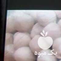 فروش کشک گوسفند خالص و کشک گاو در یزد در گروه انواع فرآورده های لبنی و حیوانی - ماست کره فروش عمده در یکمیوه