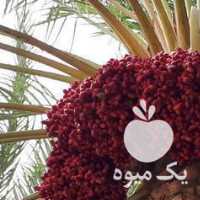 فروش اجاره خوشه خرما در کرمان  در گروه خرید فروش عمده خرما - کبکاب تازه زاهدی خشک خارک در یکمیوه