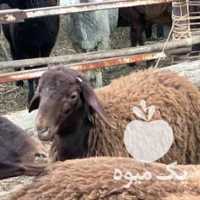 فروش گوشت گوسفندی و گوسفند زنده در تهران در گروه گاو و گوسفند و میش و بز کهره گوساله سمینتال در یکمیوه