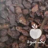 فروش پخش عمده کشمش ومویز آفتاب خشک در شیراز در گروه آجیل - فروش عمده محصولات در یکمیوه