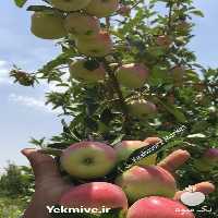 فروش سیب ارگانیک معطر در دامغان در گروه خرید فروش کود و مواد شیمیایی - اوره پتاس مرغی کمپوست آهن در یکمیوه