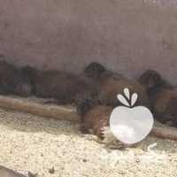 فروش گوسفند بره نر و ماده چاق پرواری در مشهد در گروه گاو و گوسفند و میش و بز کهره گوساله سمینتال در یکمیوه