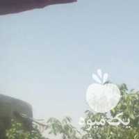 غوره انگور برای اب گیری برای فروش در همدان در گروه خرید فروش عمده انگور - یاقوتی شانی عسگری بی دانه قرمز در یکمیوه