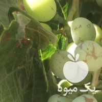 فروش انگور چفته آبگیری در قزوین در گروه خرید فروش عمده انگور - یاقوتی شانی عسگری بی دانه قرمز در یکمیوه