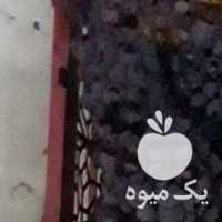 فروش انگور سرخک یاقوتی در قزوین در گروه خرید فروش عمده انگور - یاقوتی شانی عسگری بی دانه قرمز در یکمیوه