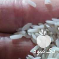 فروش برنج درشت علی کاظمی ونیمدانه هاشمی در گیلان در گروه خرید فروش عمده برنج - نیم دانه عنبر بو هاشمی کاظمی هندی پاکستانی در یکمیوه