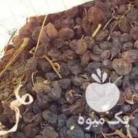 فروش کشمش آفتابی 1 تن در قزوین در گروه آجیل - فروش عمده محصولات در یکمیوه