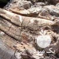 فروش چوب تنه عناب و پسته سنجد توت در تهران در گروه خرید فروش عمده چوب- زغال چوب گردو تبریزی خام در یکمیوه
