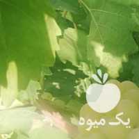 فروش انگور عسکری در شیراز در گروه خرید فروش عمده انگور - یاقوتی شانی عسگری بی دانه قرمز در یکمیوه