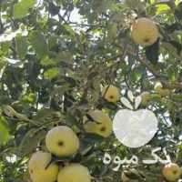 فروش سیب گلاب در ارومیه در گروه خرید فروش عمده سیب - زرد و قرمز گلاب پاییزه در یکمیوه