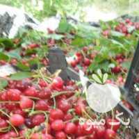 فروش پخش آب زرشک انار آلبالو زغال اخته زردآلو شاتوت در تهران در گروه خرید فروش عمده چوب- زغال چوب گردو تبریزی خام در یکمیوه