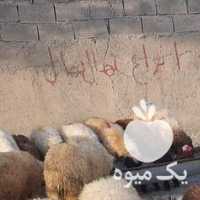فروش گوسفند زنده در تهران در گروه گاو و گوسفند و میش و بز کهره گوساله سمینتال در یکمیوه