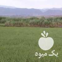 فروش برنج علی کاظمی در رشت در گروه خرید فروش عمده برنج - نیم دانه عنبر بو هاشمی کاظمی هندی پاکستانی در یکمیوه