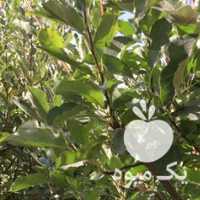 فروش سیب درختی در ارومیه در گروه خرید فروش عمده سیب - زرد و قرمز گلاب پاییزه در یکمیوه