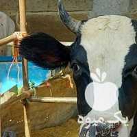 فروش گوساله ماده کشتاری و گوسفند چاق در تهران در گروه گاو و گوسفند و میش و بز کهره گوساله سمینتال در یکمیوه