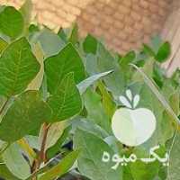 فروش نهال پسته در قزوین در گروه خرید فروش نهال - انواع گردو پسته بادام سلطانی انگور در یکمیوه