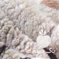 فروش گوسفند داشتی در همدان در گروه گاو و گوسفند و میش و بز کهره گوساله سمینتال در یکمیوه