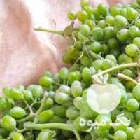 فروش غوره انگور آب دار در قزوین در گروه خرید فروش عمده انگور - یاقوتی شانی عسگری بی دانه قرمز در یکمیوه