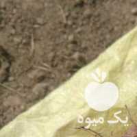 فروش پیاز زعفران درشت و سالم تربت حیدریه در مشهد در گروه خرید فروش عمده زعفران - قائنات قیمت خراسان بهرامن گرم در یکمیوه