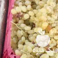 فروش انگور رطبی سرکه و شیره در شیراز در گروه خرید فروش عمده انگور - یاقوتی شانی عسگری بی دانه قرمز در یکمیوه