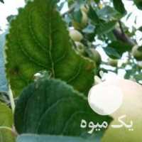 فروش سیب تابستانی در ارومیه در گروه خرید فروش عمده سیب - زرد و قرمز گلاب پاییزه در یکمیوه