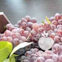 فروش انگور در همدان در گروه خرید فروش عمده انگور - یاقوتی شانی عسگری بی دانه قرمز در یکمیوه