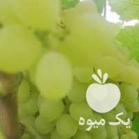 فروش انگور عسکری در شیراز در گروه خرید فروش عمده انگور - یاقوتی شانی عسگری بی دانه قرمز در یکمیوه