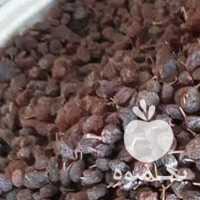 فروش کشمش ومویز صدرصدآفتابی تاکستان پکتین دار باشهد در تهران در گروه آجیل - فروش عمده محصولات در یکمیوه