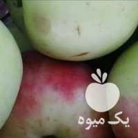 فروش سیب عروس و آلوی کیلو در ارومیه در گروه خرید فروش عمده سیب - زرد و قرمز گلاب پاییزه در یکمیوه