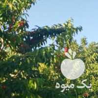 فروش هلو زعفرانی سامان در تهران در گروه حق العمل کاری محصولات کشاورزی و دامداری خدمات کارمزد در یکمیوه