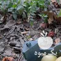 فروش سیب قندی در ارومیه در گروه خرید فروش عمده سیب - زرد و قرمز گلاب پاییزه در یکمیوه