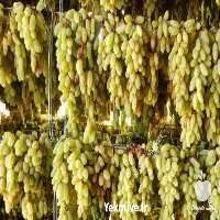 فروش کشمش سبز قلمی در کاشمر در گروه آجیل - فروش عمده محصولات در یکمیوه