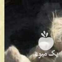 فروش کورککرک پشم گوسفندی در قزوین در گروه گاو و گوسفند و میش و بز کهره گوساله سمینتال در یکمیوه