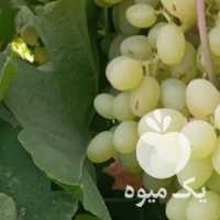 فروش انگور عسکری بیضا در شیراز در گروه خرید فروش عمده انگور - یاقوتی شانی عسگری بی دانه قرمز در یکمیوه