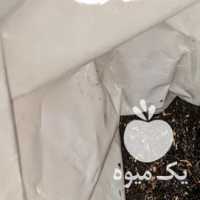 فروش چای سعدالدین 444 چایی خارجی جهان در تهران در گروه خرید فروش عمده چای - سبز ترش کوهی سیاه در یکمیوه