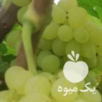 فروش انگور عسکری در شیراز در گروه خرید فروش عمده انگور - یاقوتی شانی عسگری بی دانه قرمز در یکمیوه